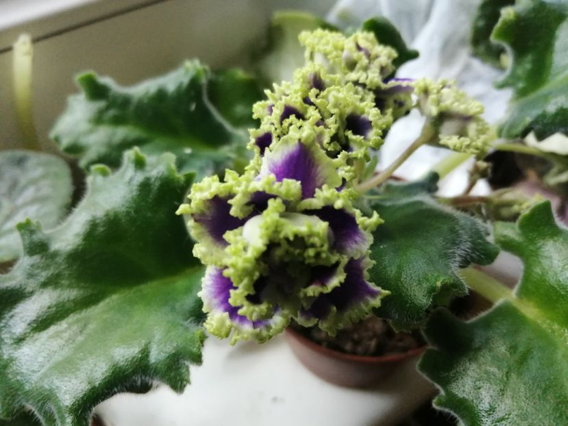  - Ajutor identificare violete