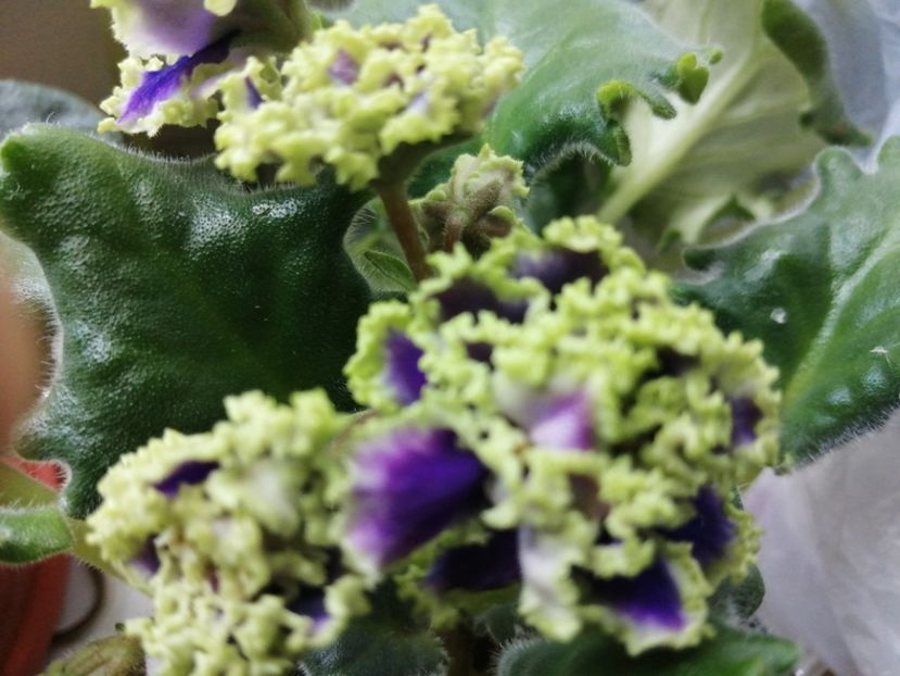  - Ajutor identificare violete