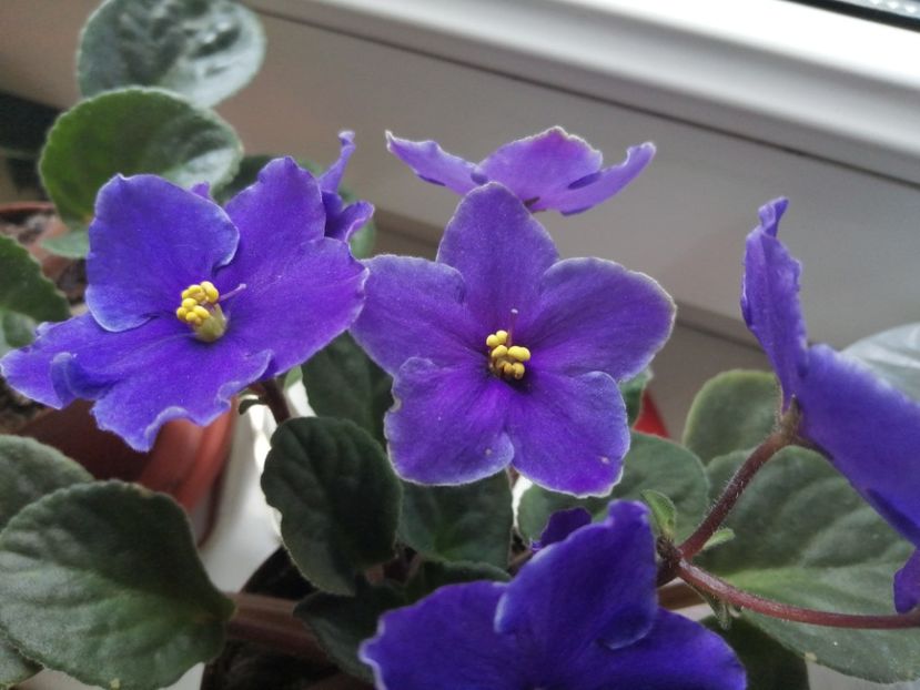  - Ajutor identificare violete