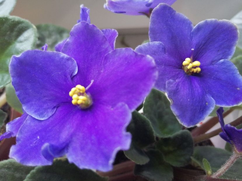  - Ajutor identificare violete