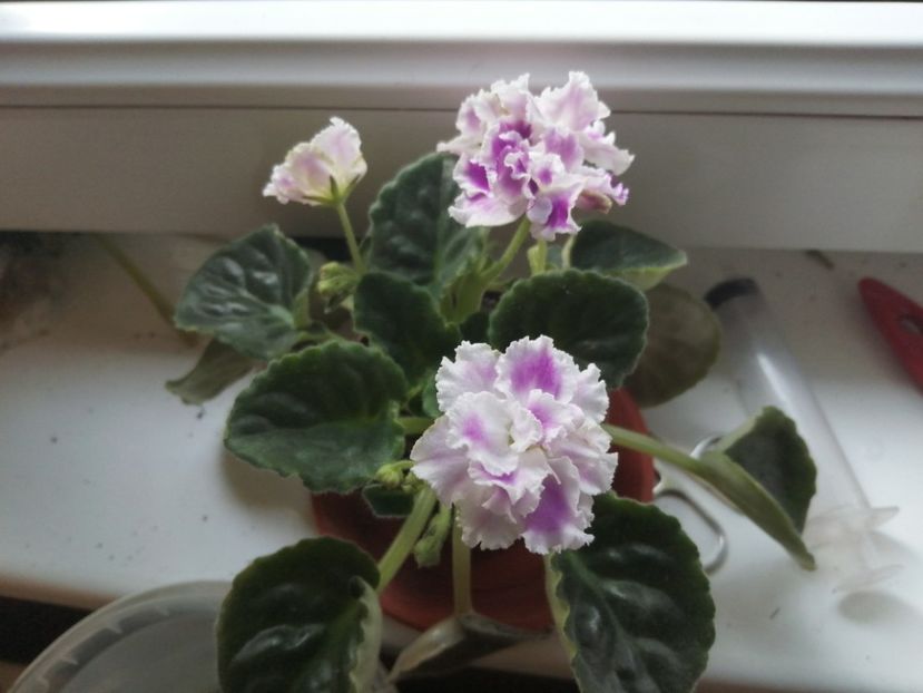  - Ajutor identificare violete