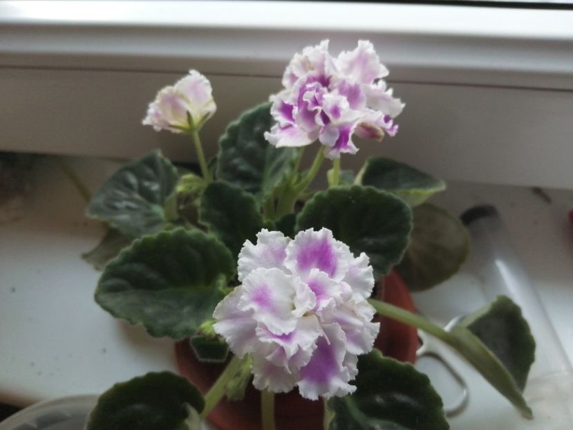  - Ajutor identificare violete