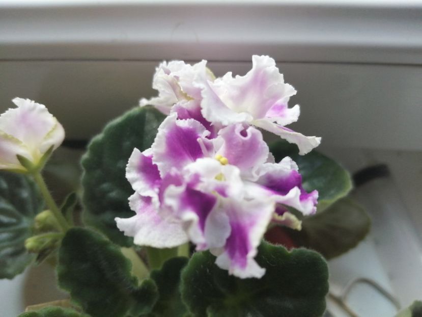  - Ajutor identificare violete