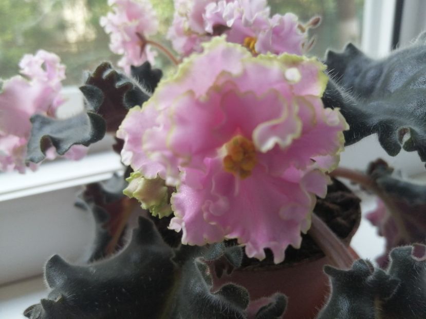  - Ajutor identificare violete