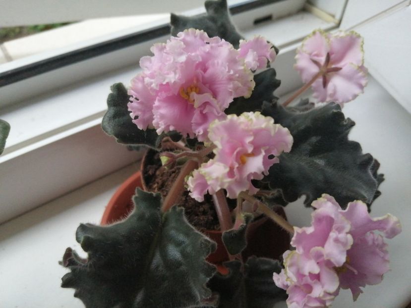  - Ajutor identificare violete