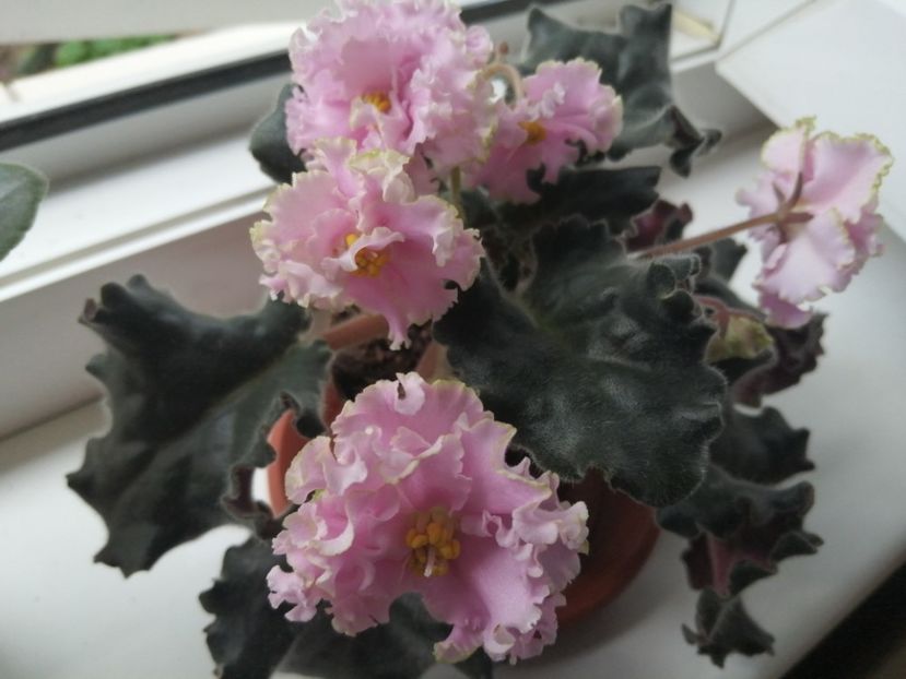  - Ajutor identificare violete