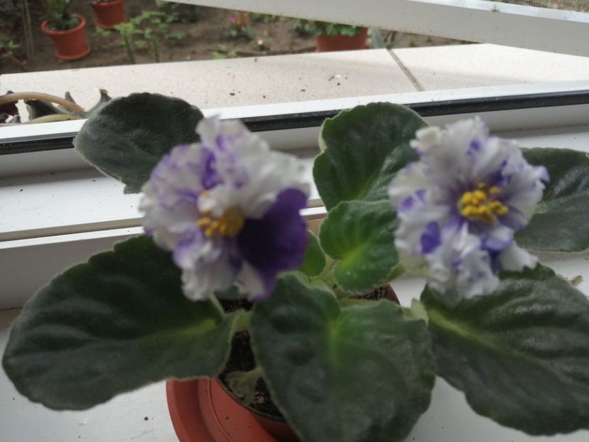  - Ajutor identificare violete