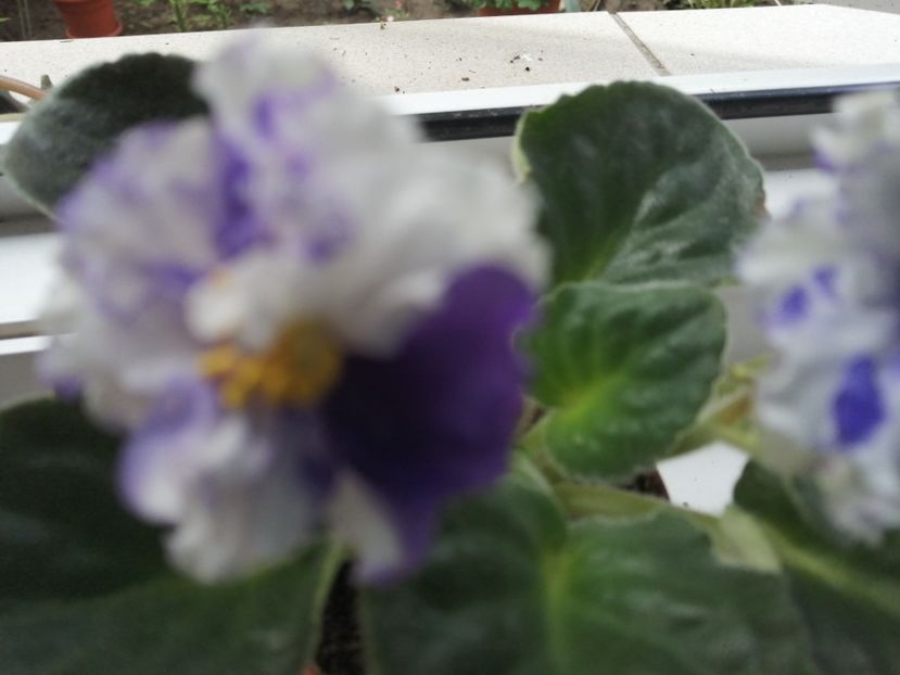  - Ajutor identificare violete