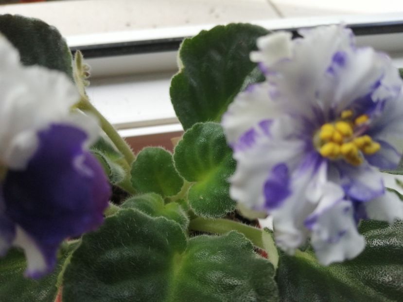  - Ajutor identificare violete