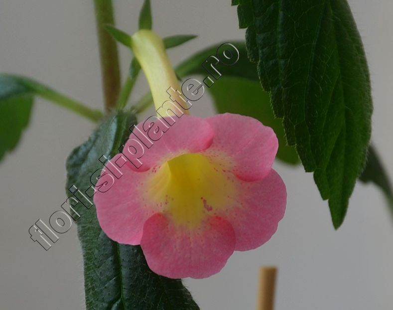 Achimenes BriD s Casandra - ACHIMENES III