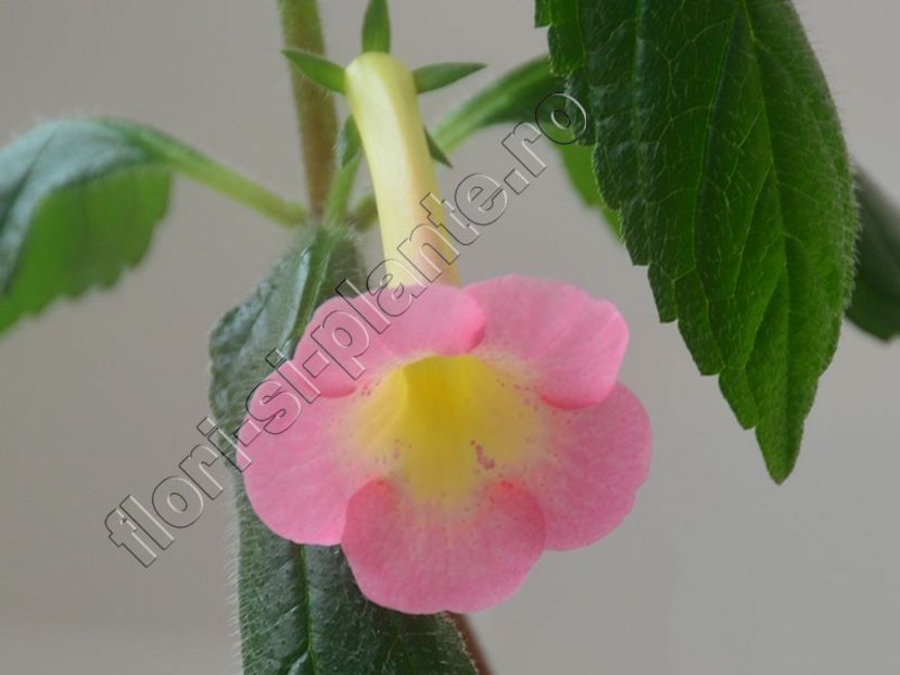 Achimenes BriD s Casandra - ACHIMENES III