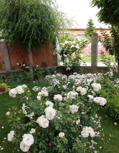  - Cum a evoluat gradina mea