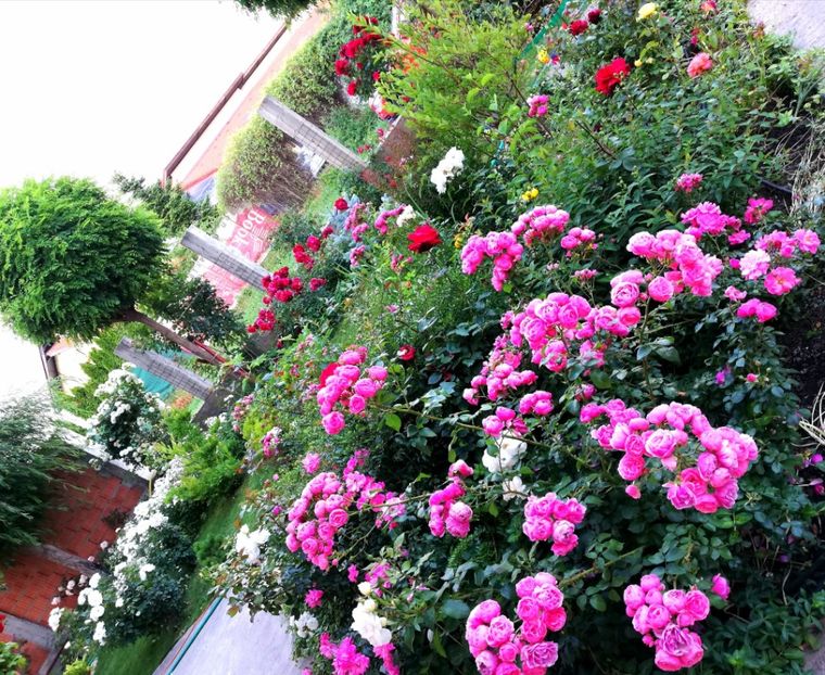  - Cum a evoluat gradina mea