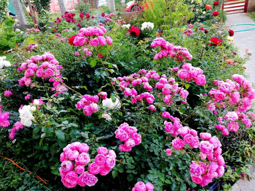  - Cum a evoluat gradina mea