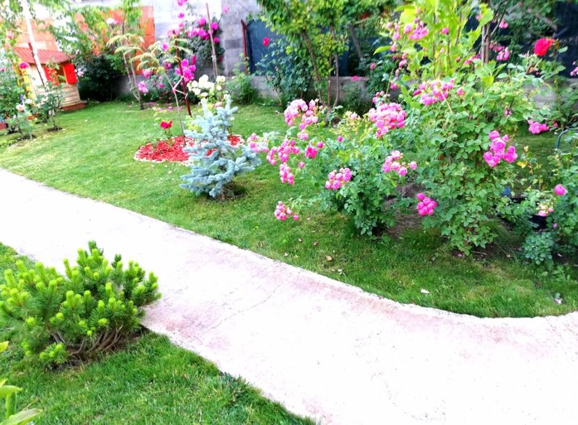  - Cum a evoluat gradina mea