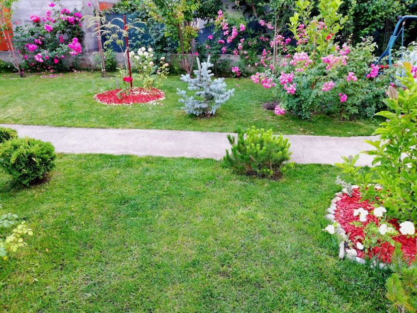  - Cum a evoluat gradina mea