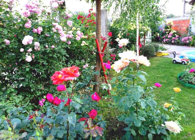  - Cum a evoluat gradina mea