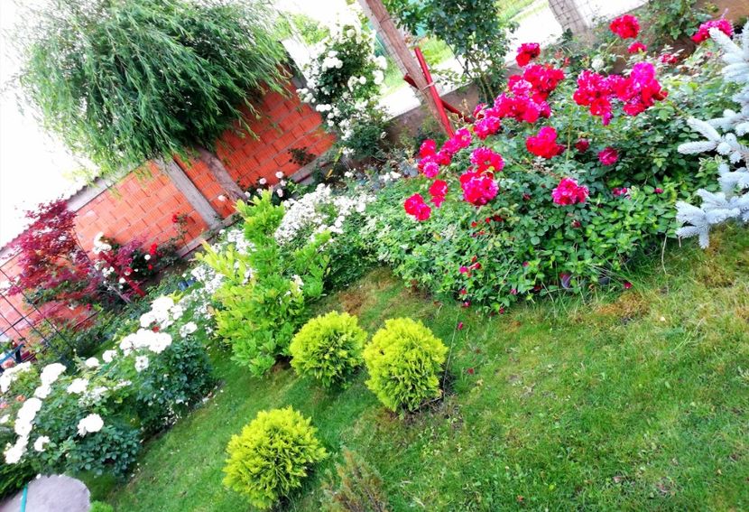  - Cum a evoluat gradina mea