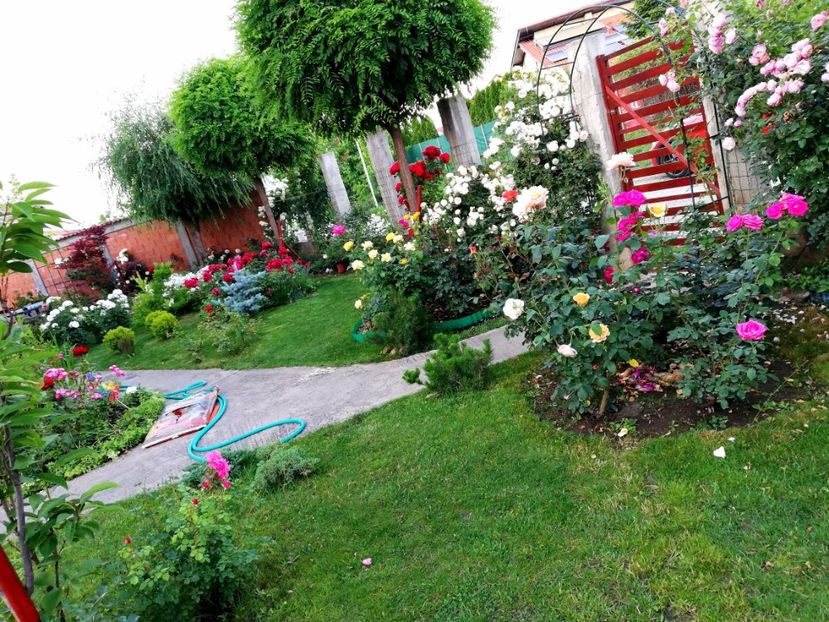  - Cum a evoluat gradina mea