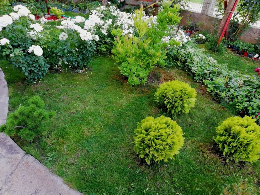  - Cum a evoluat gradina mea