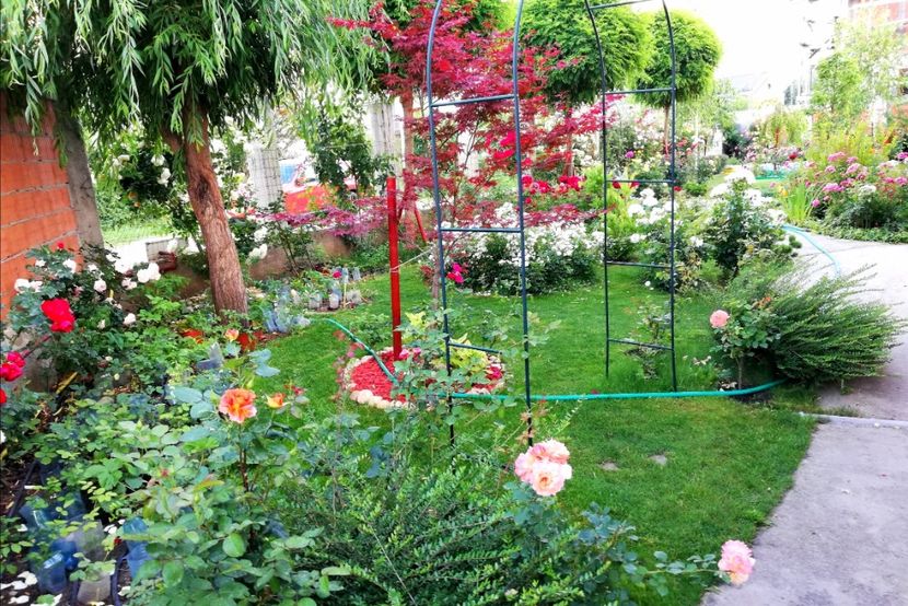  - Cum a evoluat gradina mea