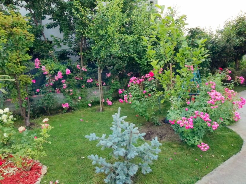  - Cum a evoluat gradina mea