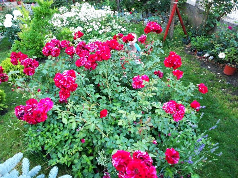  - Cum a evoluat gradina mea