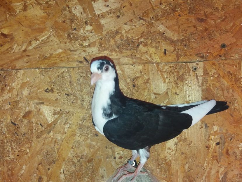 8585  femelă  2020 - Plecați ALBUM 3