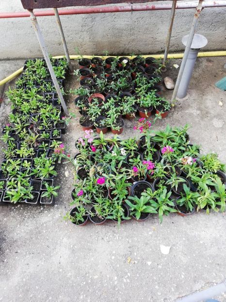 Dianthus paharele 5 ron, ghiv. Rot. 5 ron - 0 Plante decorative