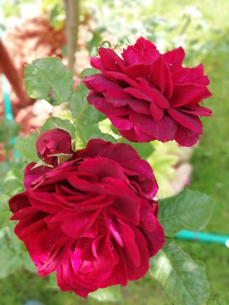  - Astrid Grafin von Hardenberg