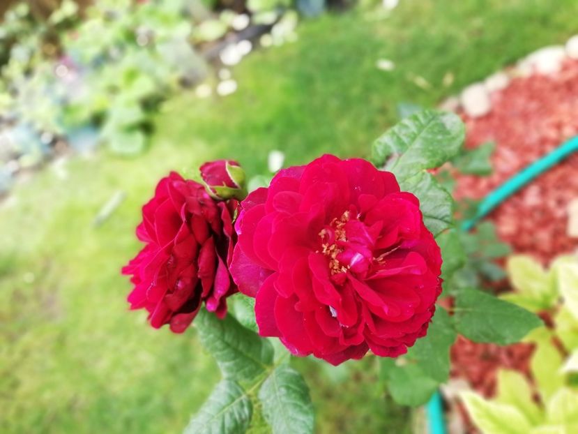  - Astrid Grafin von Hardenberg