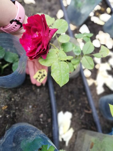  - Astrid Grafin von Hardenberg