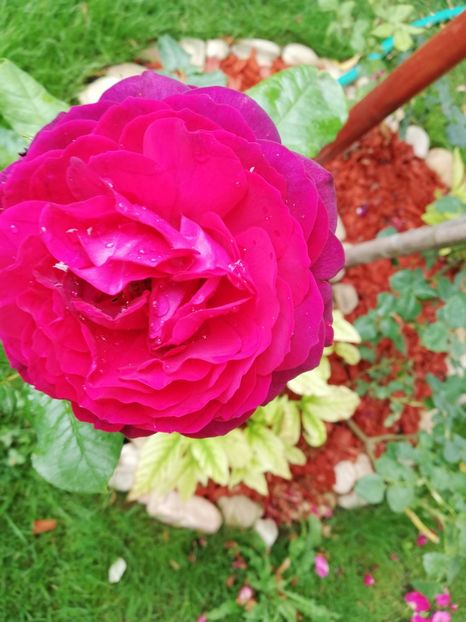  - Astrid Grafin von Hardenberg