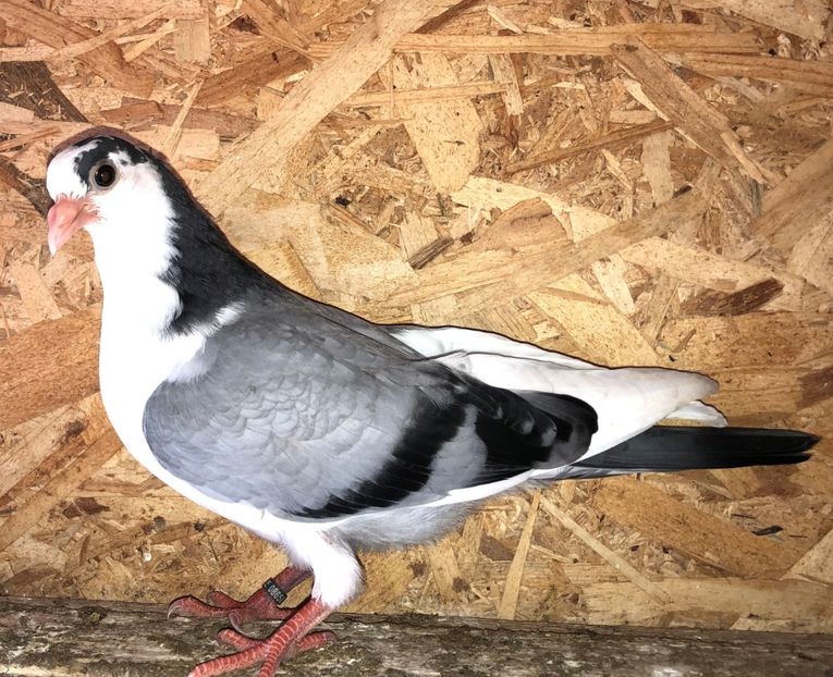 8659  mascul  2020_1 - tineret 2020