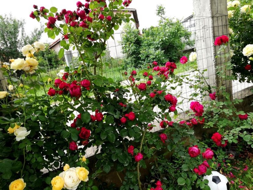  - Red Eden Erik Tabarly