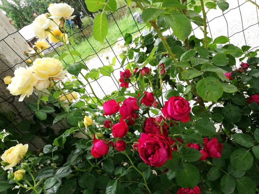  - Red Eden Erik Tabarly