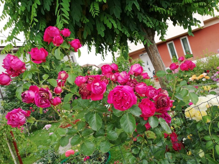  - Red Eden Erik Tabarly