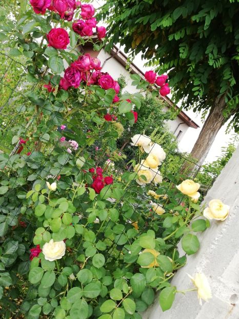  - Red Eden Erik Tabarly