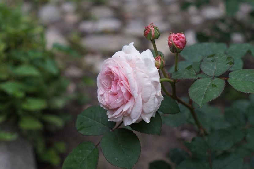  - Princess Olga of Yugoslavia