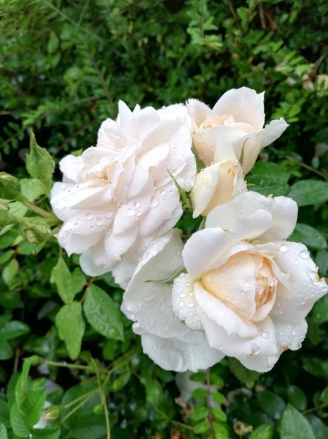  - Uetersener klosterrose- urcator