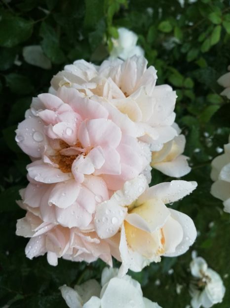  - Uetersener klosterrose- urcator