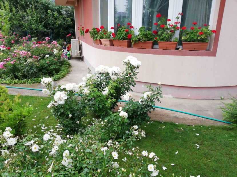  - Uetersener klosterrose- urcator