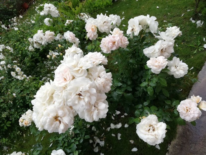  - Uetersener klosterrose- urcator