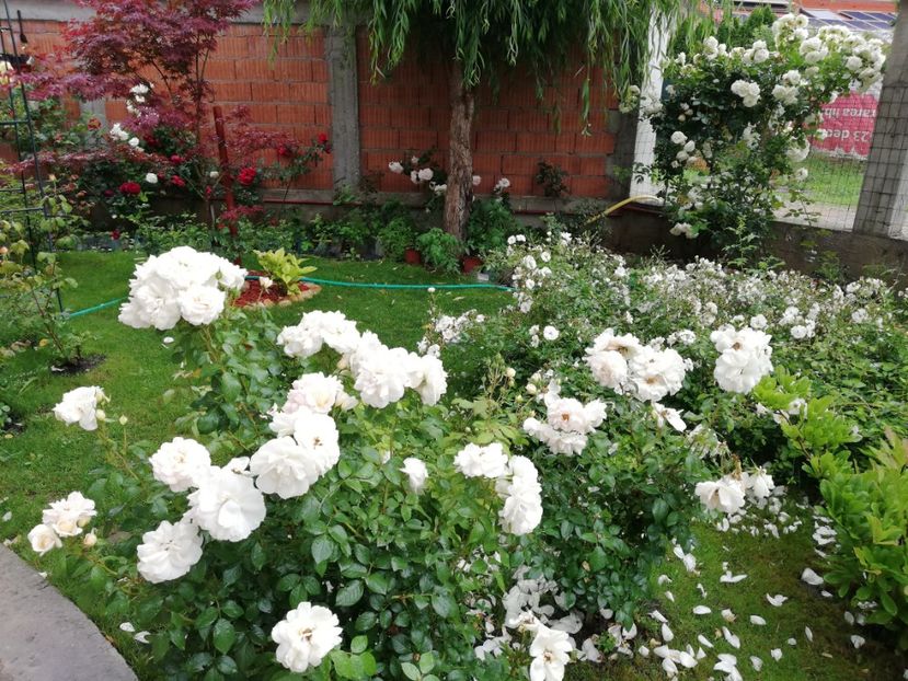  - Uetersener klosterrose- urcator