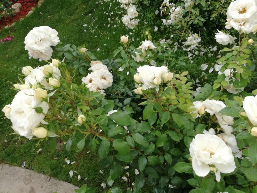  - Uetersener klosterrose- urcator