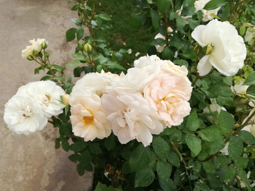  - Uetersener klosterrose- urcator