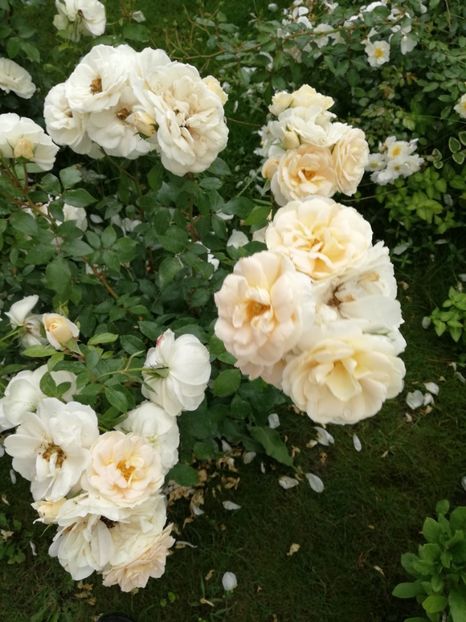  - Uetersener klosterrose- urcator