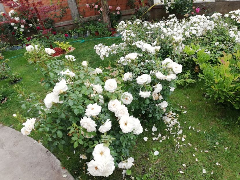  - Uetersener klosterrose- urcator