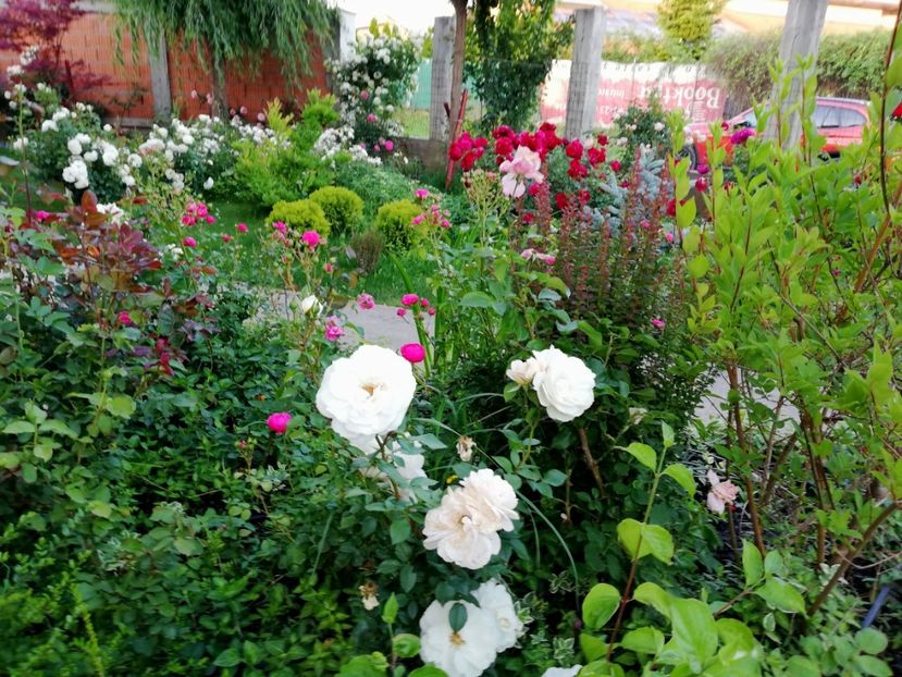  - Uetersener klosterrose- urcator