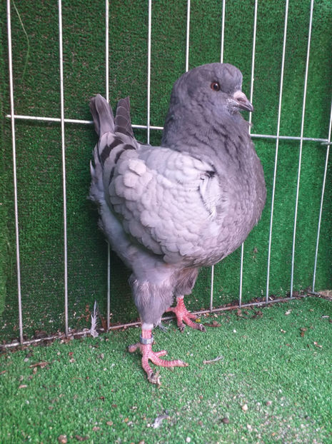 0-1 vanduta - King 2020